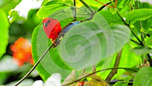 Madagascar red fody bird with Morpho butterfly
