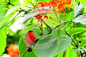 Madagascar red fody bird, Morpho butterfly