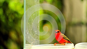 Madagascar red fody bird