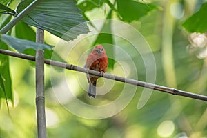 Madagascar red fody on the green foliage background