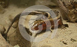 Madagascar red-sided plated lizard, Zonosaurus Madagascariensis, sitting in the terrarium of zoo