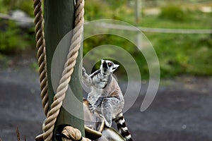 Madagascar: Ring-Tailed Lemur in Calgary Alberta Canada Zoo