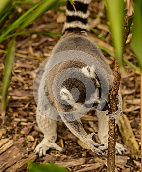 Madagascar`s Endangered Lemurs