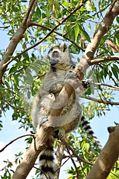 Madagascar's Ring-tailed lemur