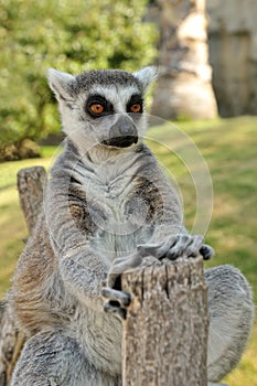 Madagascar's ring-tailed lemur