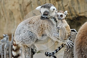 Madagascar's ring-tailed lemur with the cub