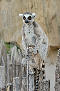Madagascar's ring-tailed lemur with the cub