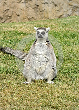 Madagascar's ring-tailed lemur in funny pose.
