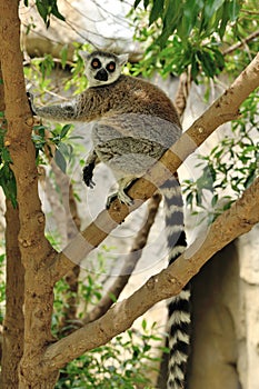 Madagascar's Ring-tailed lemur on the tree.