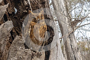 Madagascar Scops-owl   Otus rutilus, Pemba Dwergooruil, Malagasy