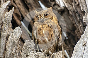 Madagascar Scops-owl   Otus rutilus, Pemba Dwergooruil, Malagasy