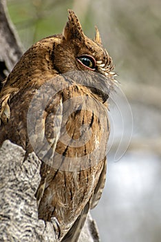 Madagascar Scops-owl   Otus rutilus, Pemba Dwergooruil, Malagasy
