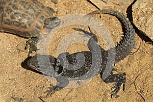 Madagascar spiny-tailed iguana (Oplurus cuvieri), also known as the Madagascar collared lizard.