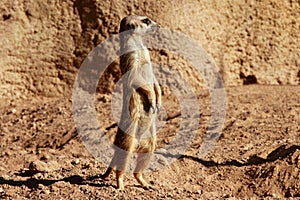 Madagascar Suricata on a clay landscape