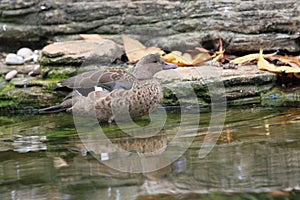 Madagascar teal