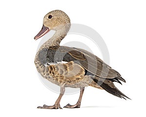 Madagascar teal duck, Anas bernieri, Isolated on white