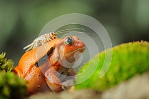 Madagascar tomato frog with house cricket