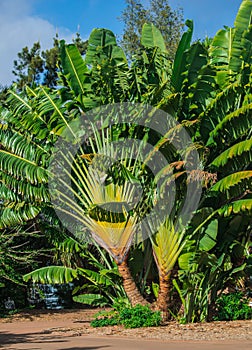 Madagascar traveller`s tree, Ravenala madagascariensis