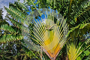 Madagascar traveller`s tree, Ravenala madagascariensis