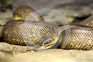 Madagascar Tree Boa