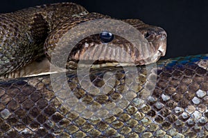 Madagascar tree boa