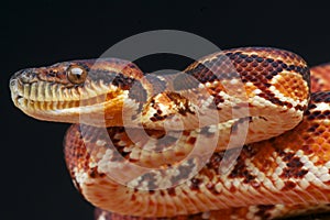 Madagascar Tree Boa photo