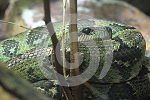 Madagascar tree boa