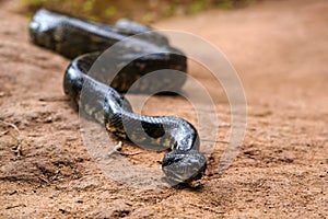 Madagascar tree boa snake - Sanzinia madagascariensis - slither on dusty ground, closeup detail