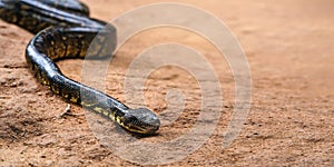 Madagascar tree boa snake - Sanzinia madagascariensis - slither on dusty ground, closeup detail, empty space for text