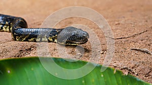 Madagascar tree boa snake - Sanzinia madagascariensis - slither on dusty ground, closeup detail to head with mouth half opened,