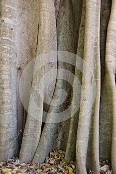 Madagascar tree trunk