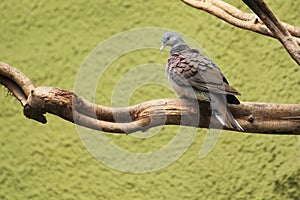 Madagascar turtle dove