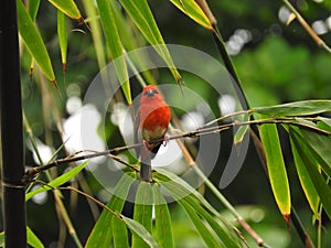 Madagascar weaver in a tree