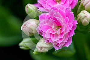 Madagascar widows thrill kalanchoe blossfeldiana