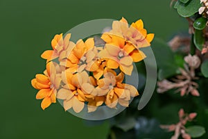 Madagascar widows thrill (kalanchoe blossfeldiana