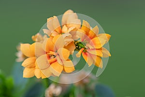 Madagascar widows thrill (kalanchoe blossfeldiana