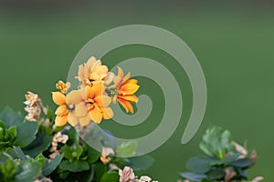 Madagascar widows thrill (kalanchoe blossfeldiana