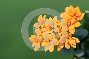 Madagascar widows thrill (kalanchoe blossfeldiana