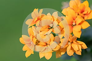 Madagascar widows thrill (kalanchoe blossfeldiana