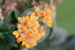 Madagascar widows thrill (kalanchoe blossfeldiana