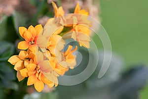 Madagascar widows thrill (kalanchoe blossfeldiana