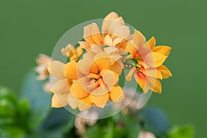 Madagascar widows thrill (kalanchoe blossfeldiana