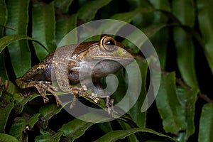 Madagascar wildlife. Madagascar Bright-eyed Frog, Boophis madagascariensis, Ranomafana NP in Madagascar. Endemic amphibian in the