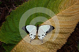 Madagascar wildlife. Mocker swallowtail, Papilio dardanus, sitting on the white flower. Insect in the dark tropical forest, nature