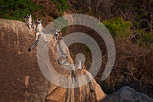 Madagascar wildlife. Monkey family, young cub. Madagascar wildlife, Ring-tailed Lemur, Lemur catta. Animal from Madagascar, Africa