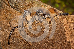 Madagascar wildlife. Monkey family, young cub. Madagascar wildlife, Ring-tailed Lemur, Lemur catta. Animal from Madagascar, Africa