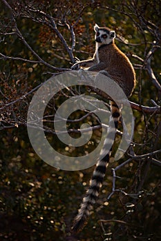 Madagascar wildlife. Monkey family, young cub. Madagascar wildlife, Ring-tailed Lemur, Lemur catta. Animal from Madagascar, Africa