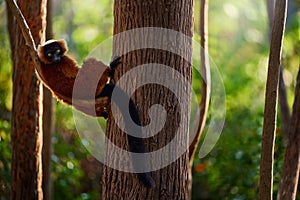 Madagascar wildlife. Red ruffed lemur, Varecia rubra, Park National Andasibe - Mantadia in Madagascar. Red brown monkey on the