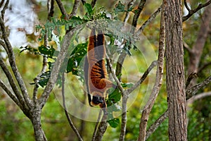 Madagascar wildlife. Red ruffed lemur, Varecia rubra, Park National Andasibe - Mantadia in Madagascar. Red brown monkey on the