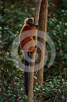 Madagascar wildlife. Red ruffed lemur, Varecia rubra, Park National Andasibe - Mantadia in Madagascar. Red brown monkey on the